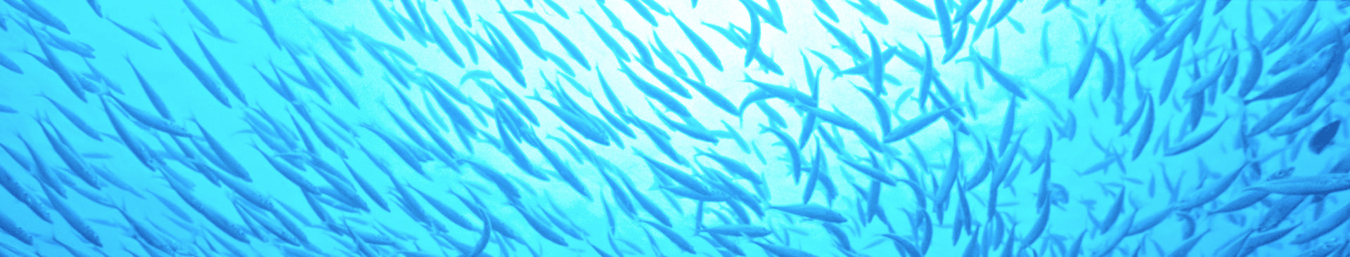 Fish banner background